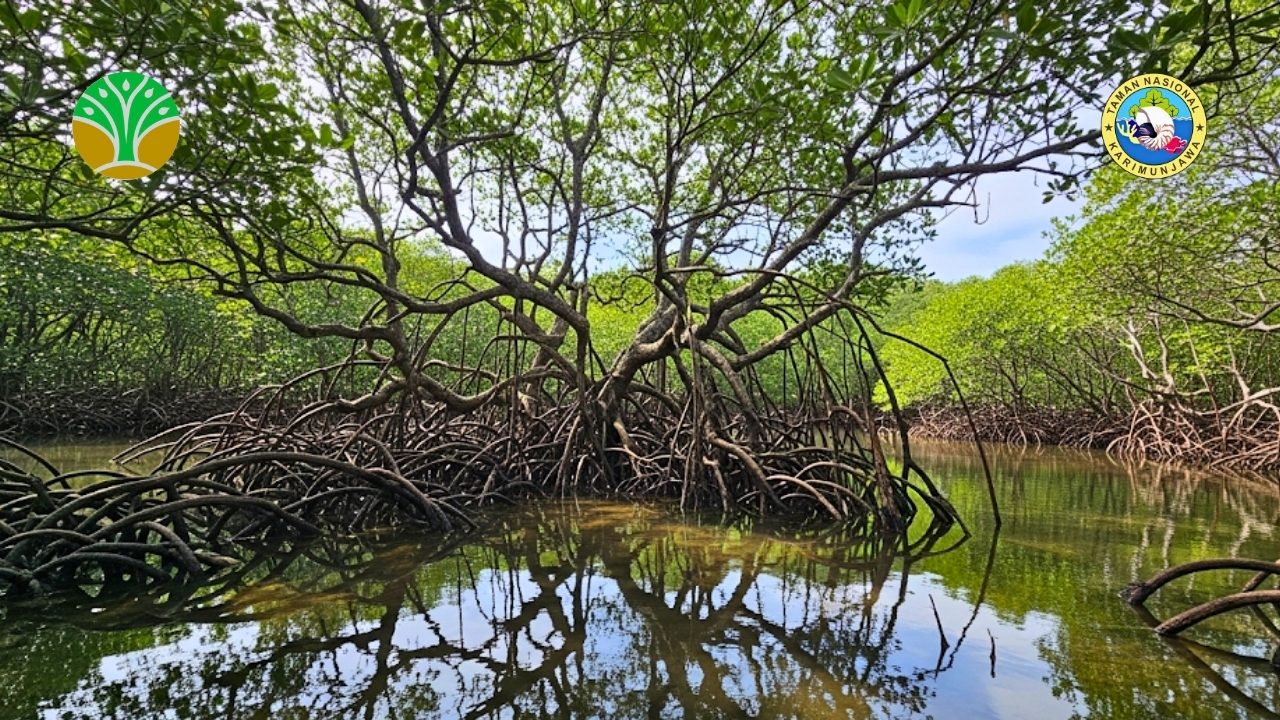 Program Rehabilitasi Ekosistem Mangrove