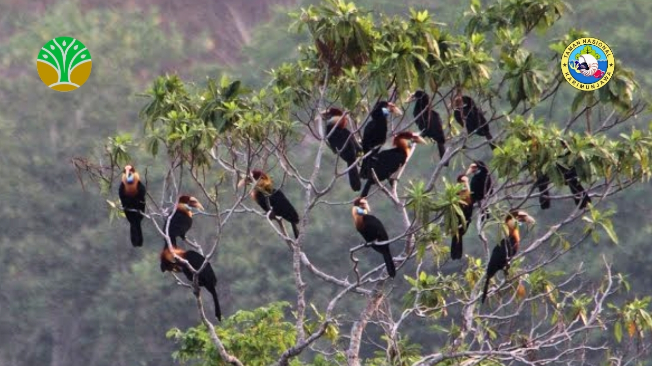 taman nasional Laiwangi Wanggameti